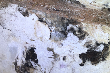 Black Mold 101- What you really need to know.