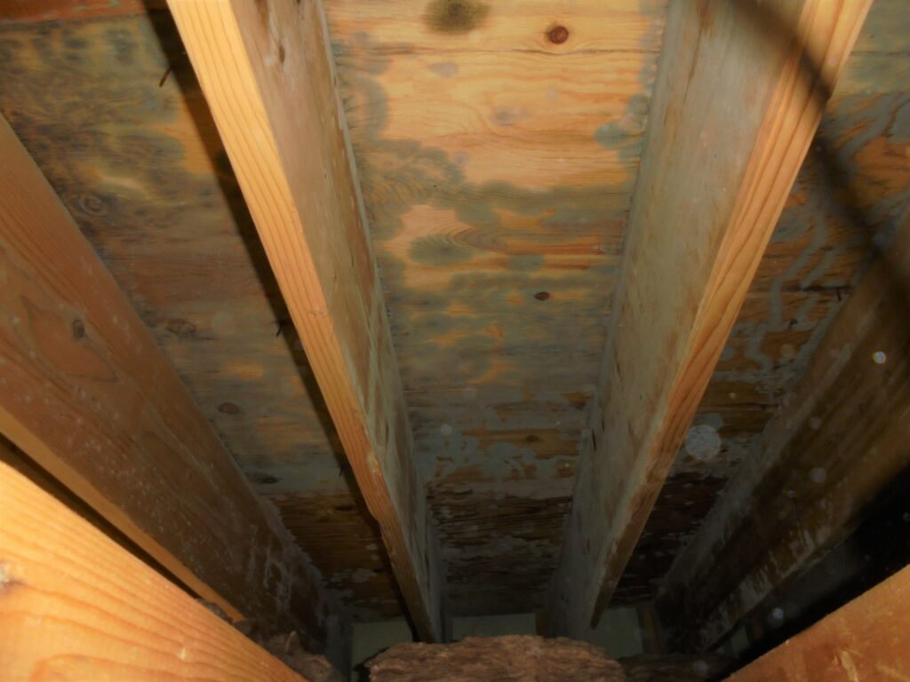 mold growth on a wooden ceiling